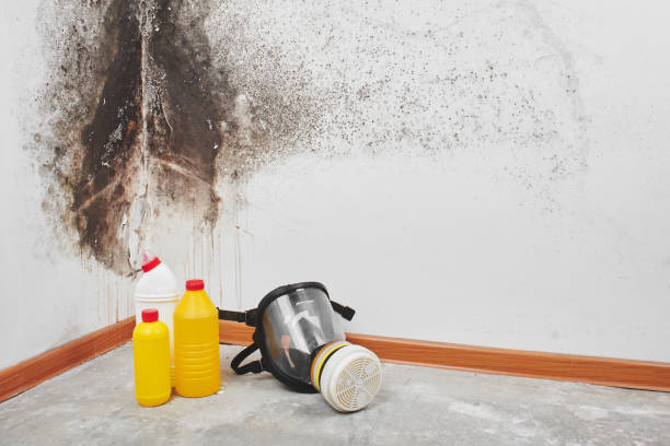 Best Home Mold Removal  in Loch Lomond, VA