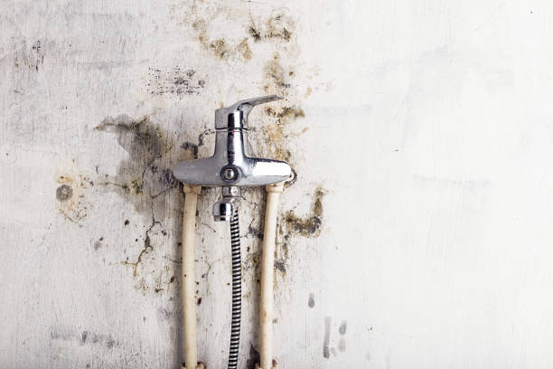  Loch Lomond, VA Mold Removal Pros