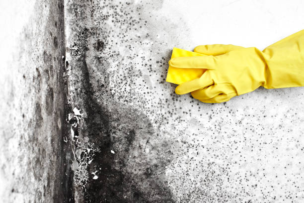 Best Mold Testing  in Loch Lomond, VA