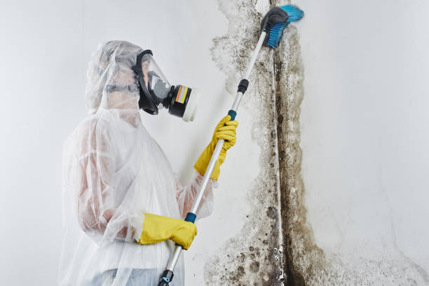 Best Mold Cleaning Services  in Loch Lomond, VA