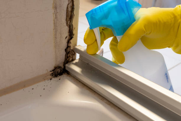 Best Mold Damage Repair  in Loch Lomond, VA