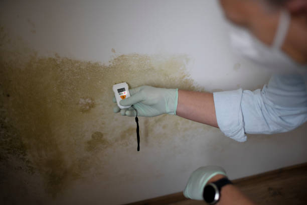 Best Local Mold Removal Service  in Loch Lomond, VA