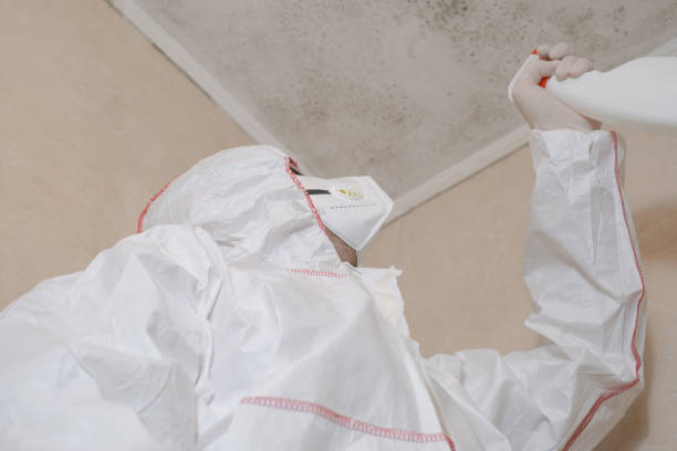 Best Black Mold Removal  in Loch Lomond, VA