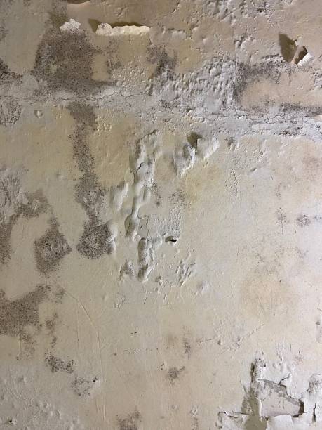 Best Fast Mold Removal  in Loch Lomond, VA