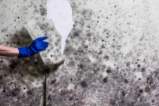 Best Office Mold Removal Services  in Loch Lomond, VA