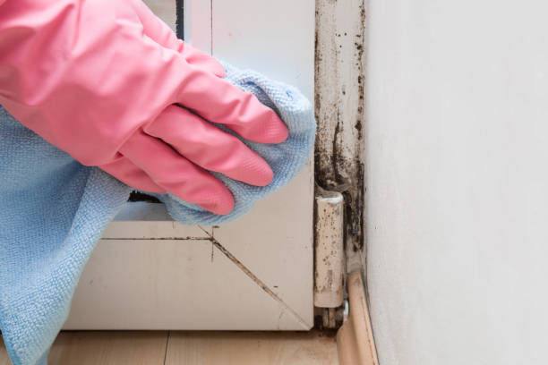 Trusted Loch Lomond, VA Mold Removal Experts