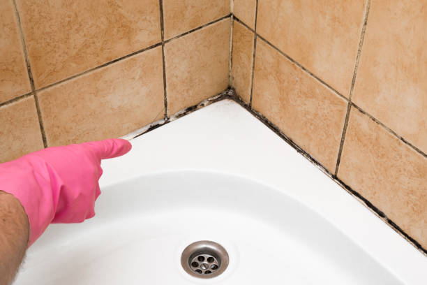 Best Office Mold Removal Services  in Loch Lomond, VA